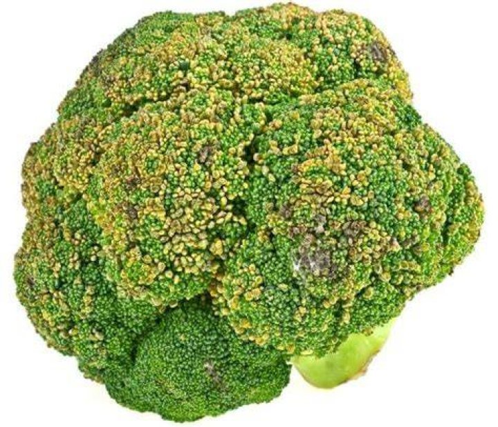 What are black spots on broccoli?