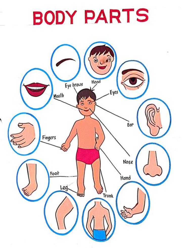 What are body parts close to the point of reference referred to as?