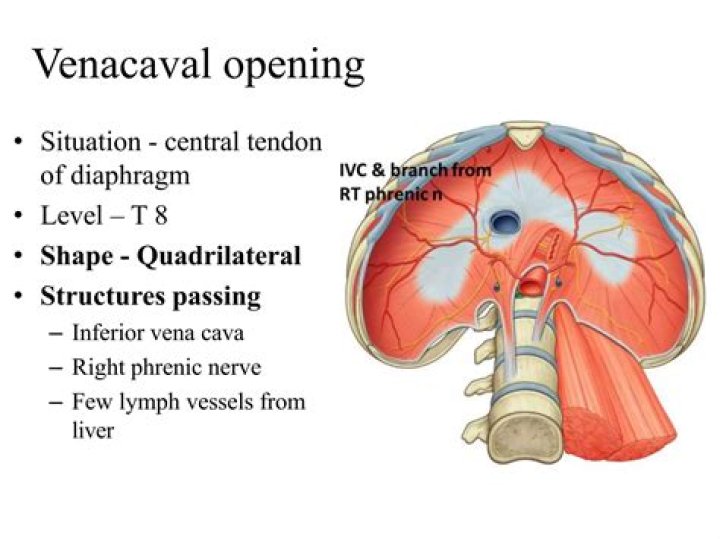 what are caval veins?
