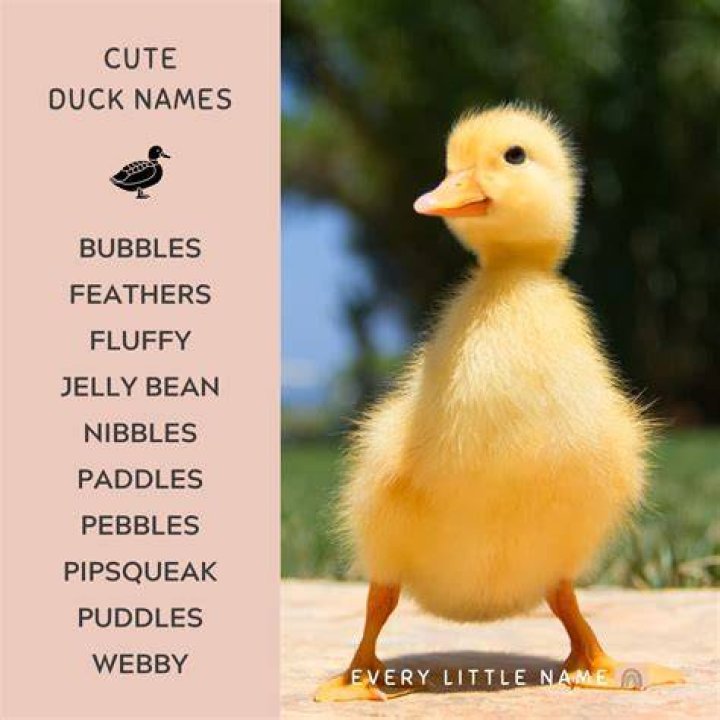What are Donald Duck’s nieces Names?