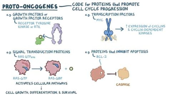 What are oncoproteins?