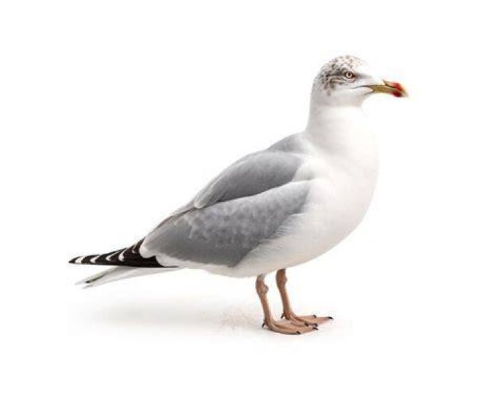 What are seagulls with blackheads called?