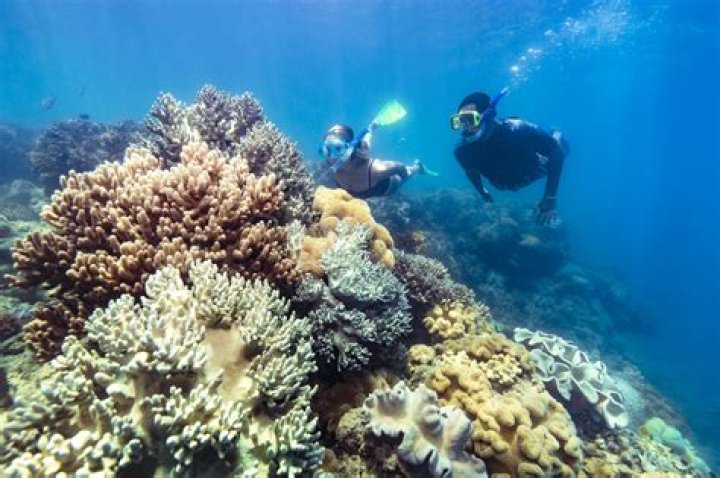 What are the biotic factors of the Great Barrier Reef?