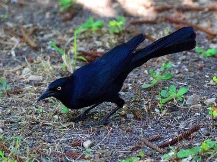 What are the black birds in Texas called?