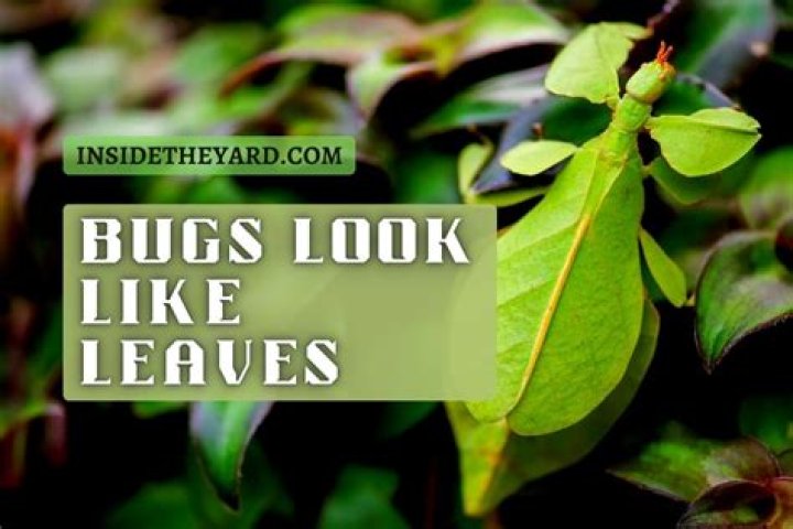 What are the bugs that look like leaves?