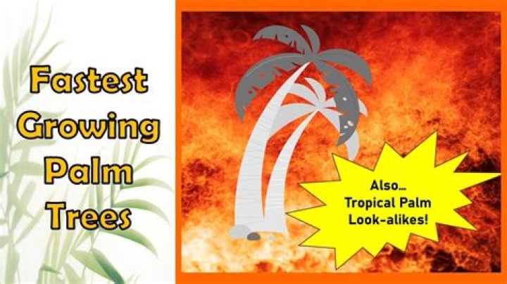 What are the fastest growing palm trees?