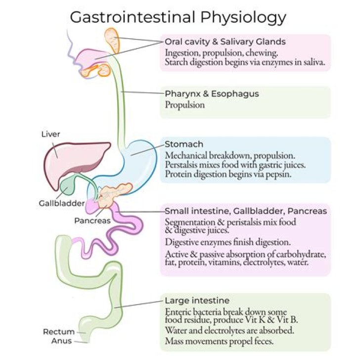 What are the five functions of the gastrointestinal system quizlet?