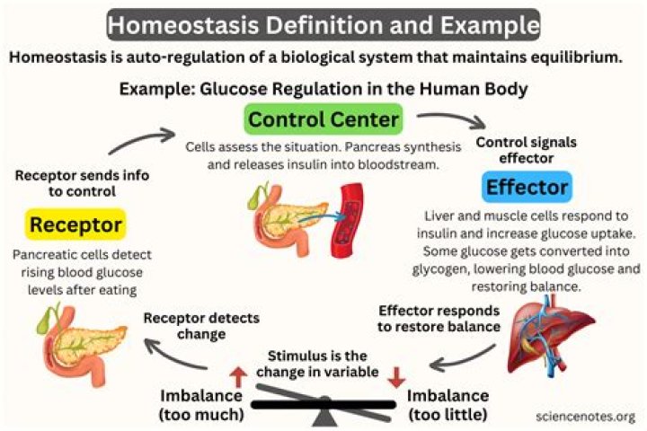 What are the four core principles related to homeostasis?