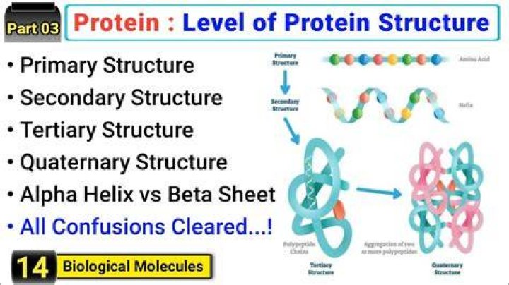 What are the four levels of protein structure How do they differ?