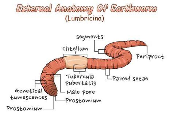 What are the parts of the nail?