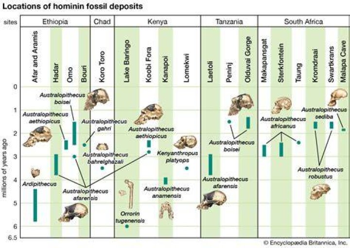 What are the physical characteristics of robust australopithecines?