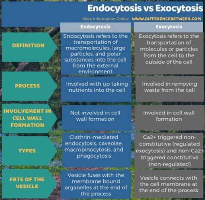 What are the similarities and differences between endocytosis and exocytosis?