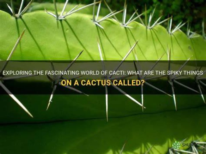 What are the spiky things on a cactus called?