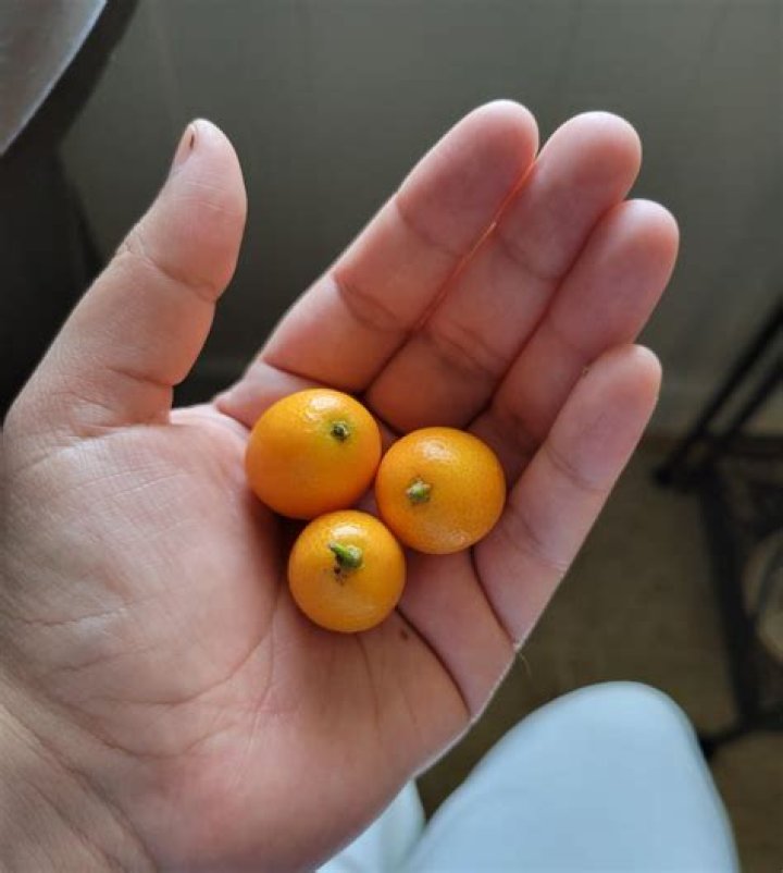 What are the tiny oranges called