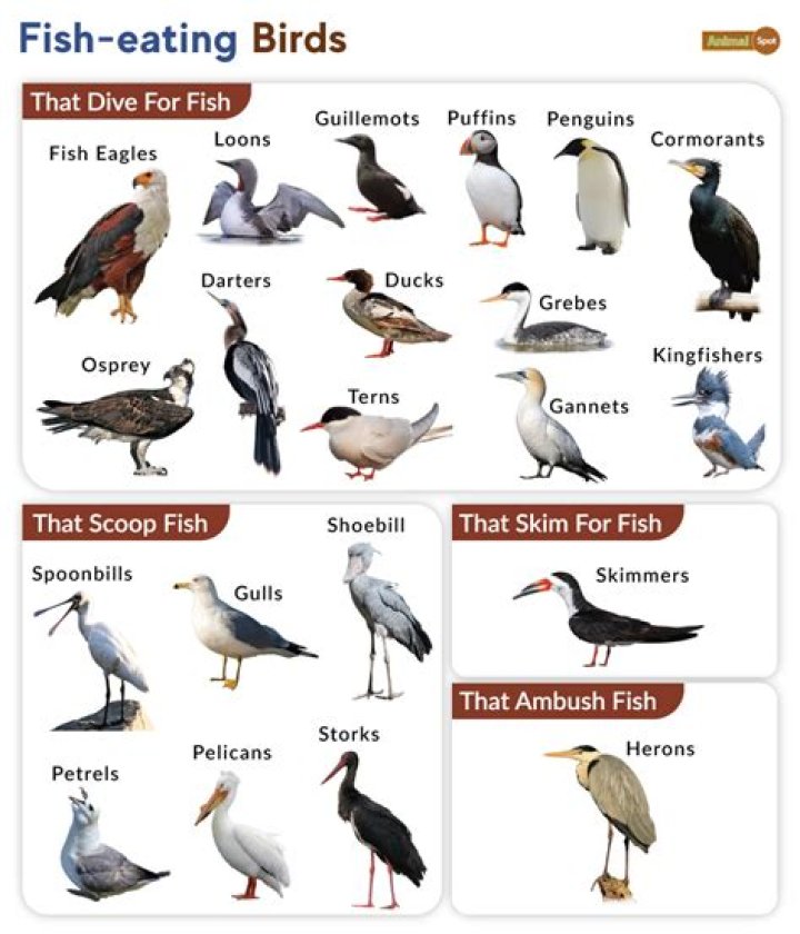 What bird eats fish and flies?