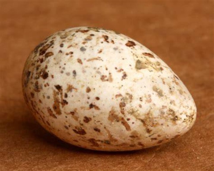 What bird eggs are white with brown spots?