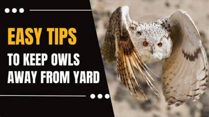 What birds do owls scare away?