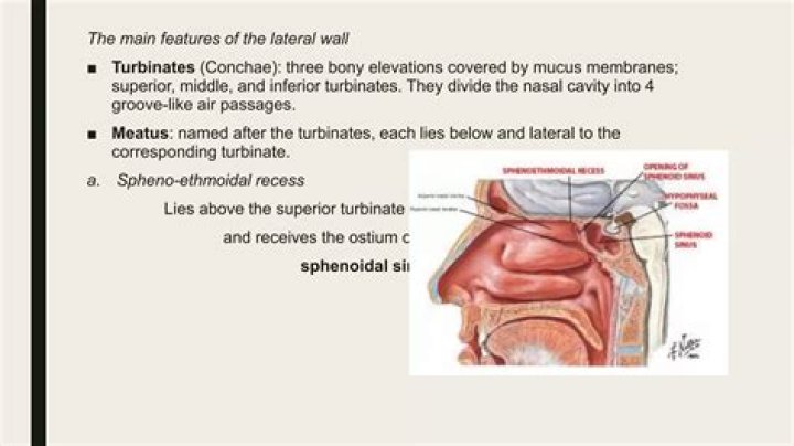 What bone forms the most inferior turbinates?