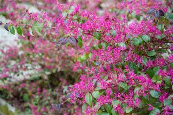 What can I plant with loropetalum?