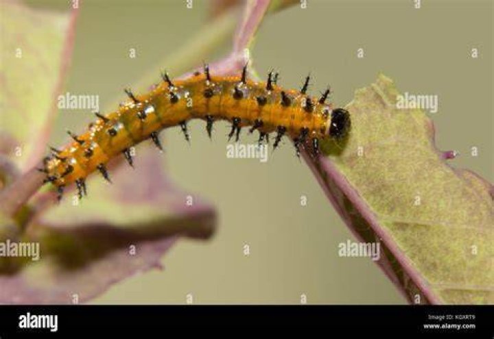 What caterpillars eat passion flower leaves?