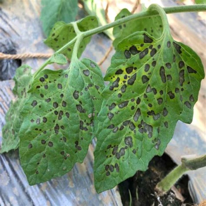 What causes dark spots on tomatoes?