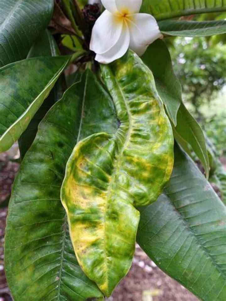 What causes rust on Plumeria?