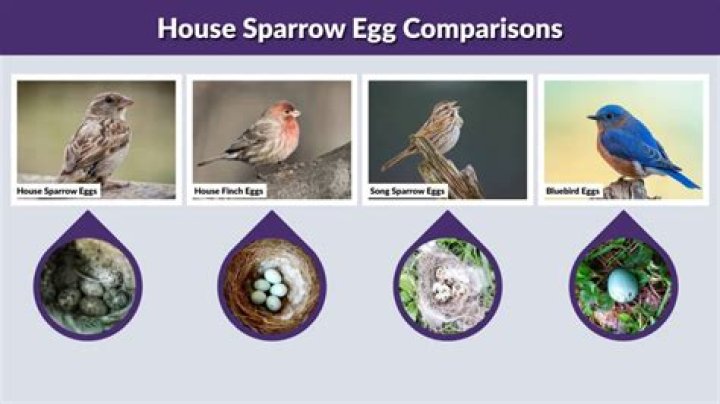 What Colour are house sparrow eggs?