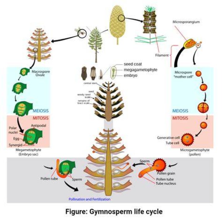 What contains multiple Gymnosperm ovules?