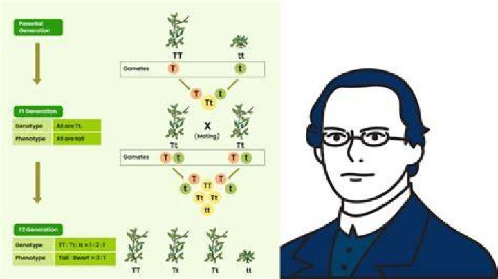 What Did Mendel’s cross pollination prove?