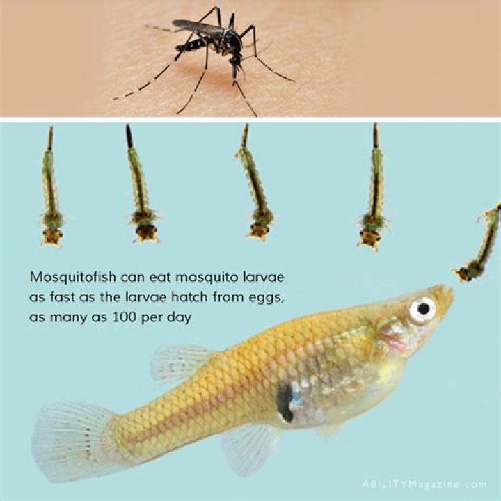 What do baby mosquito fish eat?