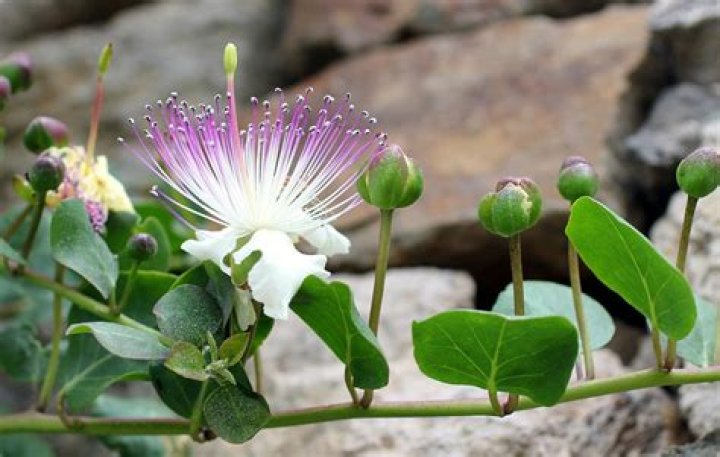 What do capers look like growing?