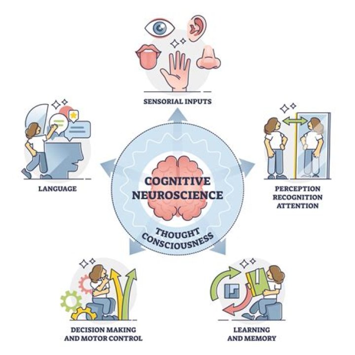 What do cognitive neuroscientists link brain activity to?
