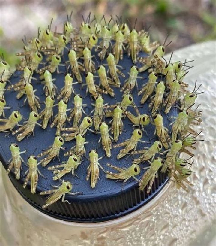 What do Grasshopper babies look like?