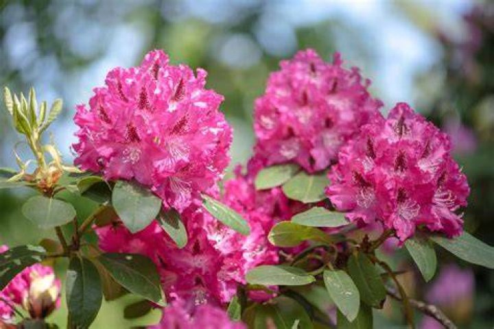 What do I do if my rhododendron won’t bloom?