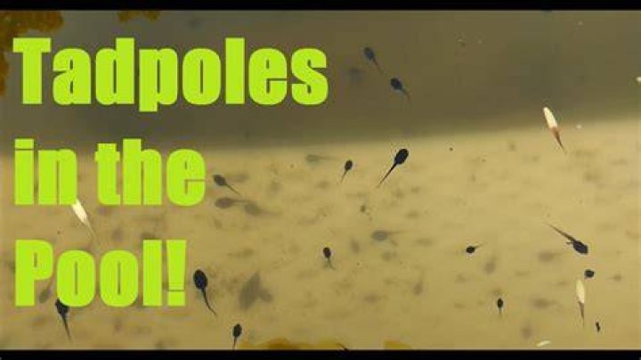What do I do with tadpoles in my pool?