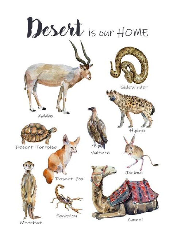 What do Jerboas eat in the Sahara Desert?