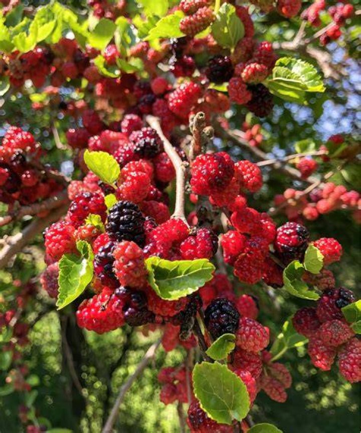 What do mulberry trees symbolize?