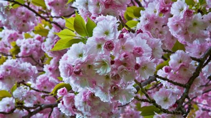 What do olive blossoms smell like?