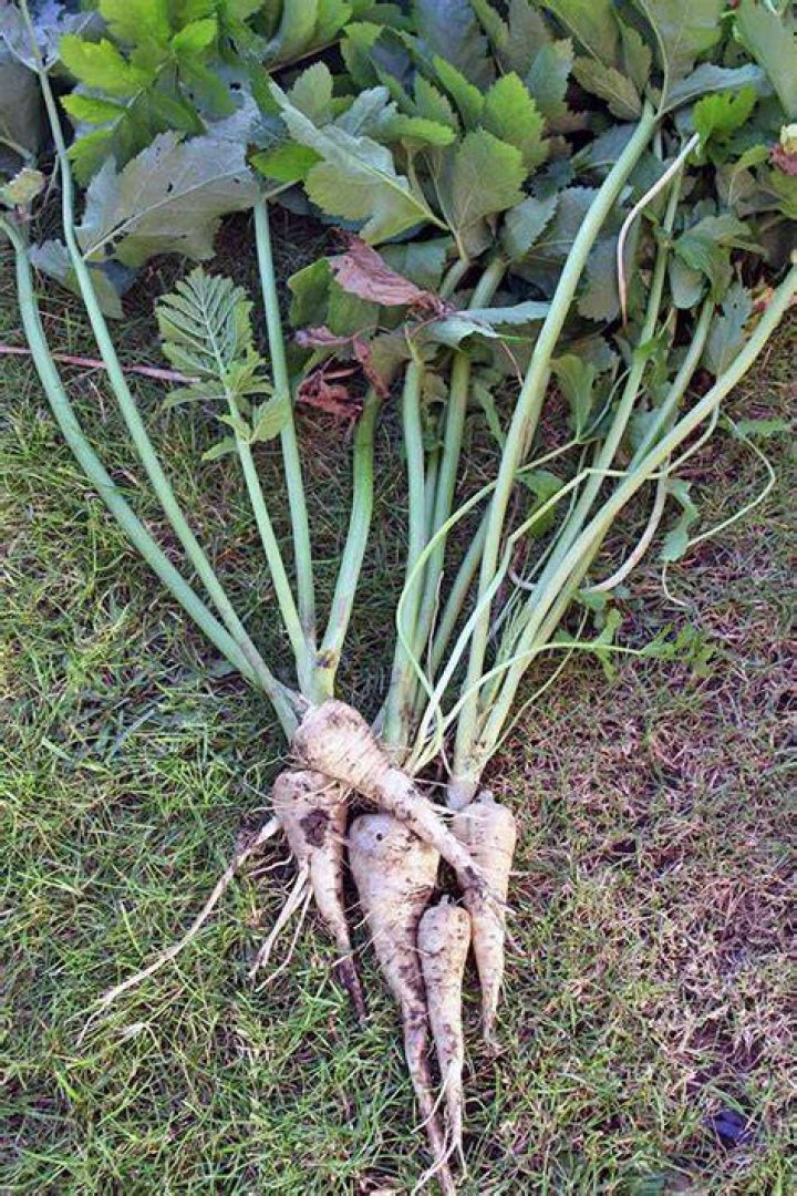 What do parsnip leaves look like?