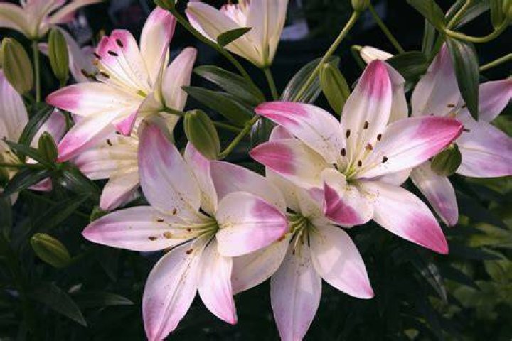 What do pink calla lilies mean?