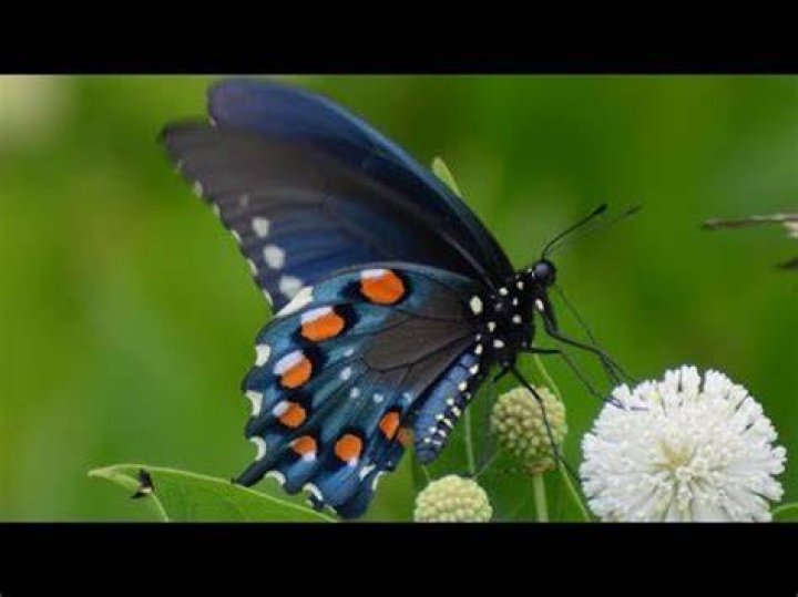 What do pipevine swallowtails eat?