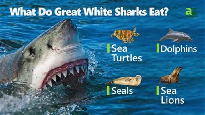 What do sharks like to eat the most?