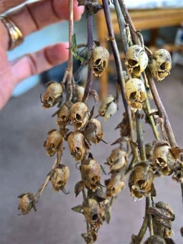What do snapdragons look like when they die?