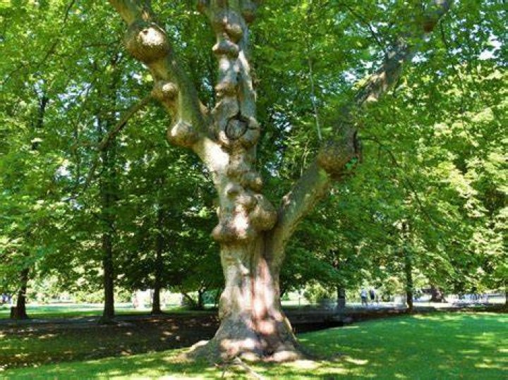 What do sycamore trees smell like?