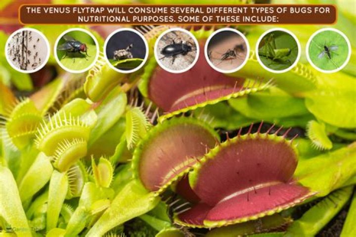 What do you do when your Venus Flytrap Turns Black?