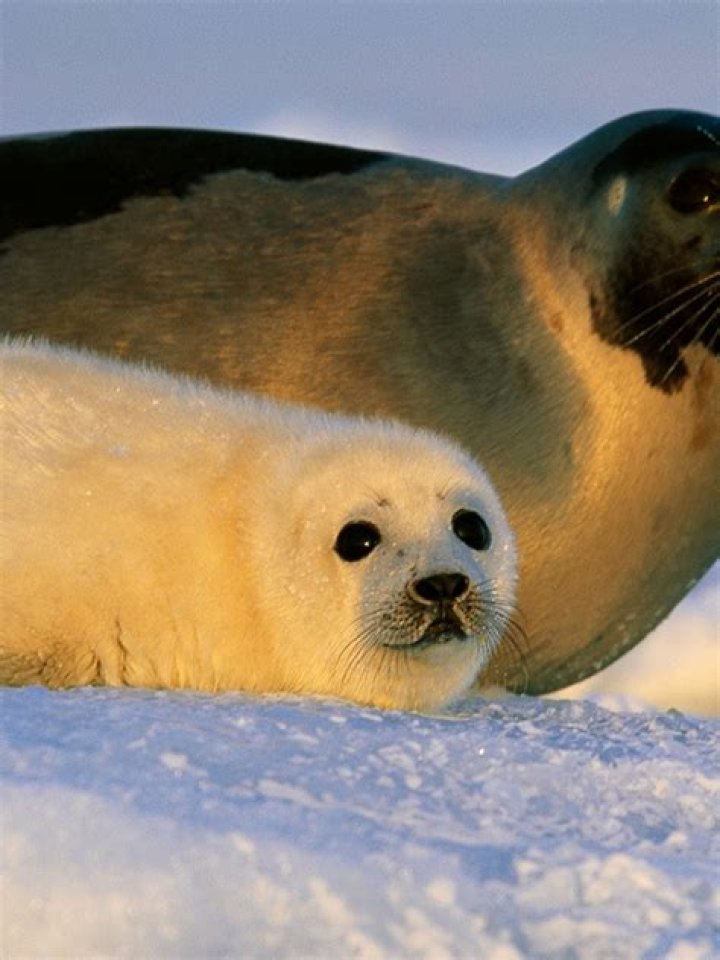 What do you seal marble with?