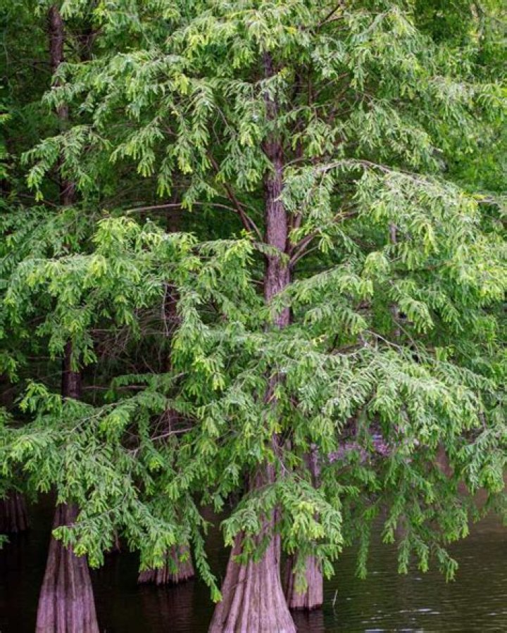 What does a cypress tree smell like?