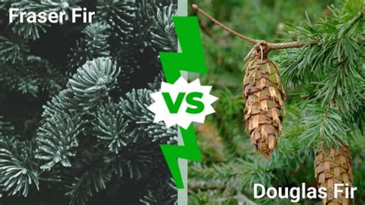 What does a Douglas fir smell like?