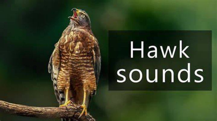 What does a hawk call sound like?