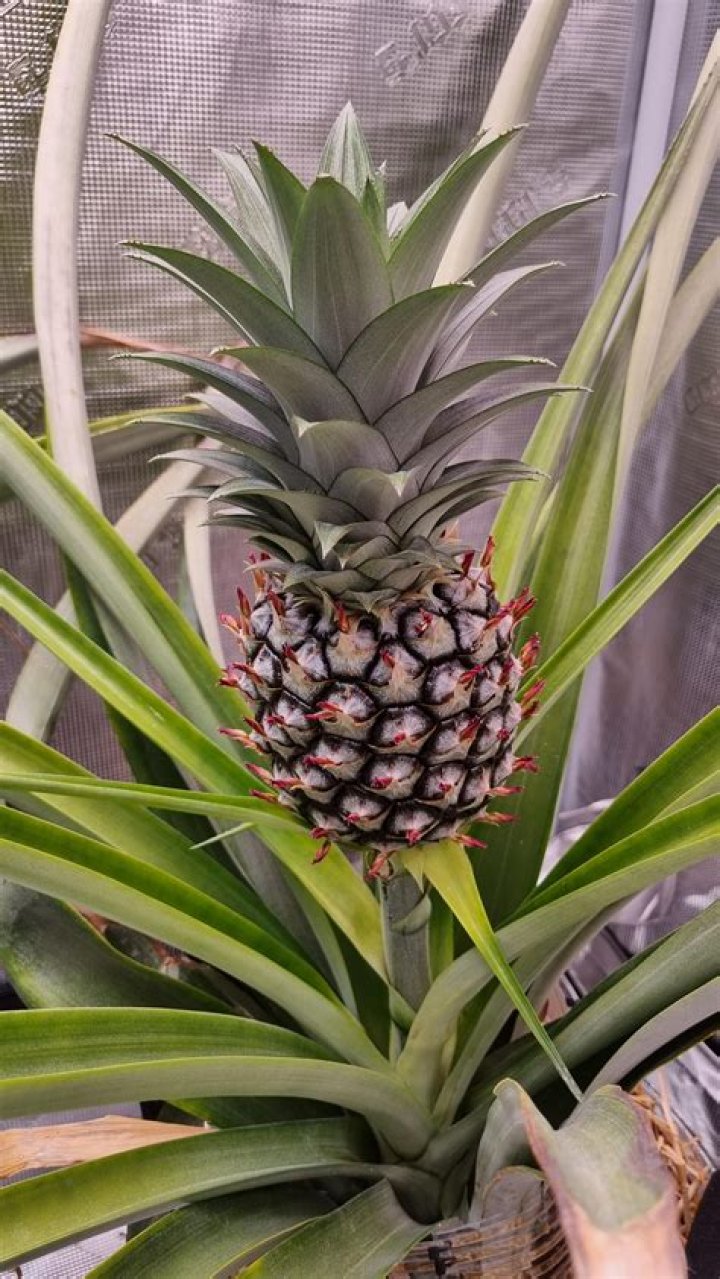 What does a pineapple outside your house mean?